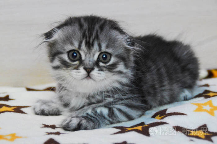 小猫苏格兰直松散蓬松动物芒奇