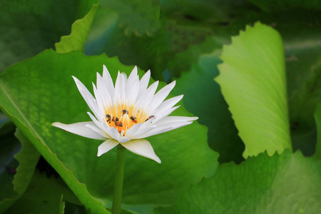 莲花白色或水莉莉和蜜蜂吮吸花蜜的花粉。亲近美丽的大自然