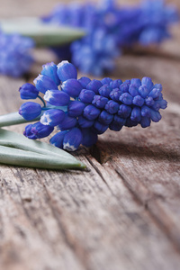 芬芳的春天的花朵蓝色穆斯卡里在一个旧的木头上