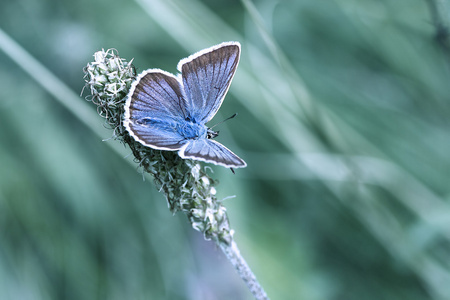 小小的蓝色的蝴蝶