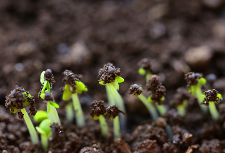 宏射击小绿色的芽萌发从地面在白色背景下地面的年轻植物人手裁剪拍在