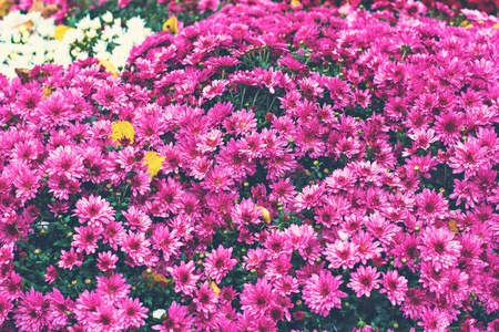 花, 菊花, 菊花壁纸, 菊花在秋季。美丽的菊花作为背景图片