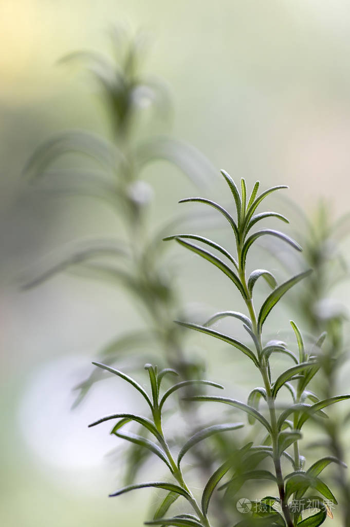 迷迭迷迭香香草绿叶细节