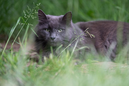 灰色短毛猫在高高的草丛中