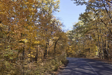 秋天的风景。在一个阳光明媚的十月下午的落叶森林路