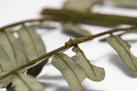 普通摩罗蝶 Pantoporia hordonia 吃寄主植物叶的毛虫