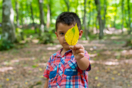 男孩在森林里在他的手黄色叶子