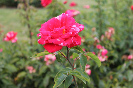 特写镜头美丽的红玫瑰花。玫瑰花在夏天的花园