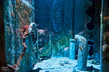 水下摄影与海鱼沉船和礁石