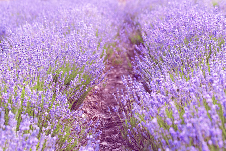 在夏天薰衣草田地