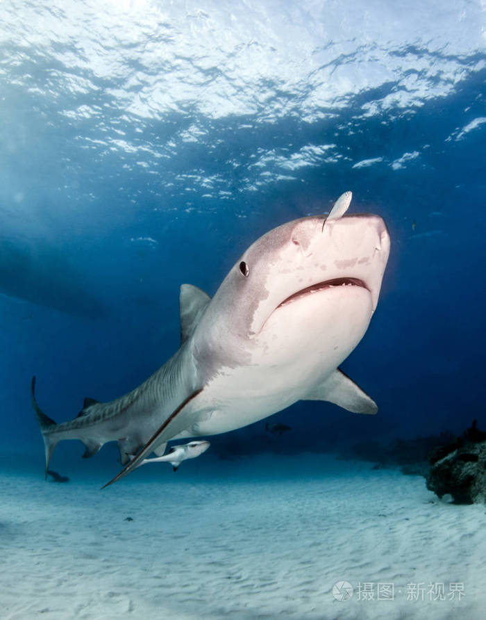 图片显示在巴哈马tigerbeach的一只虎鲨