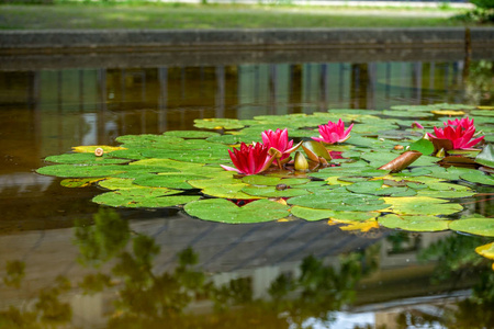 水百合花在池塘, 睡莲