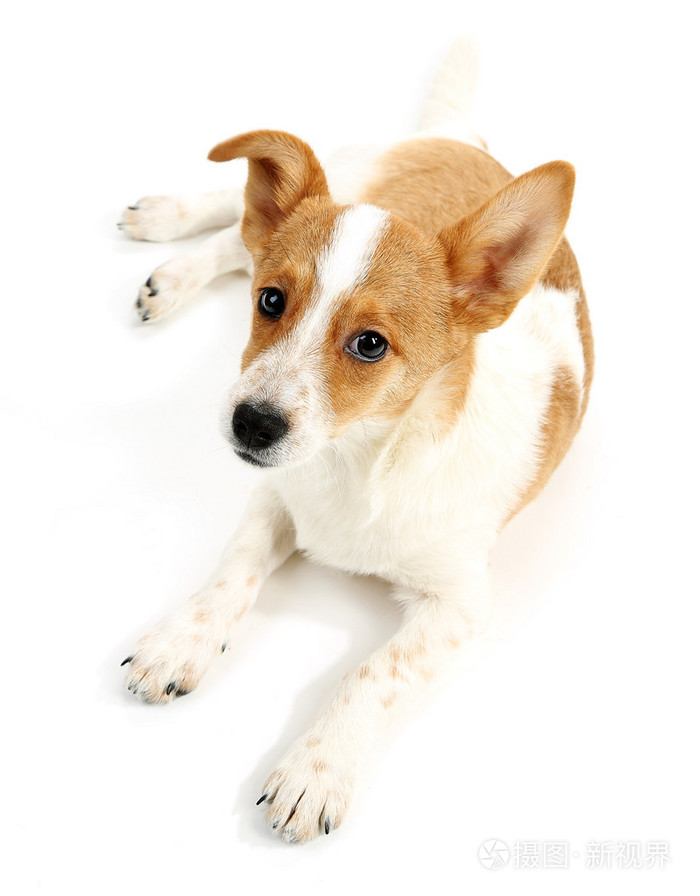 可爱的狗被隔绝在白色背景上