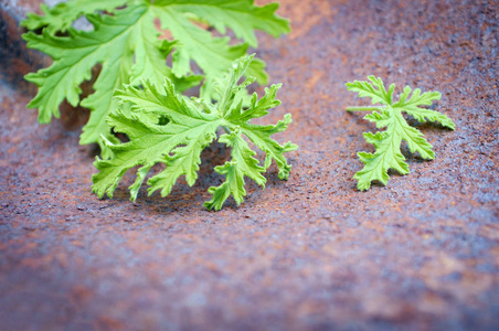 香茅植物叶子做自制蚊子驱虫剂图片