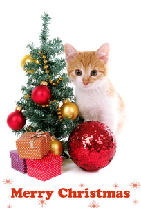 孤立的白色衬底上的圣诞装饰品的小猫