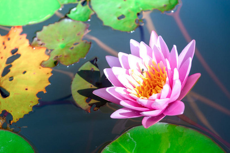 美丽的紫色莲花与蜂蜜蜜蜂。从雌蕊收集蜂蜜, 在池塘中的绿叶, 深蓝色水面密切关注蜜蜂