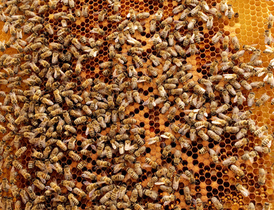 金色工蜂蜂巢图片