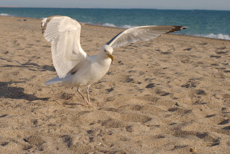 海鸥飞过海滩。找点吃的蓝天
