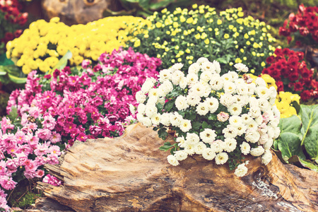 花, 菊花, 菊花壁纸, 菊花在秋季。美丽的菊花作为背景图片