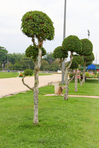 公共公园的矮树侏儒图片