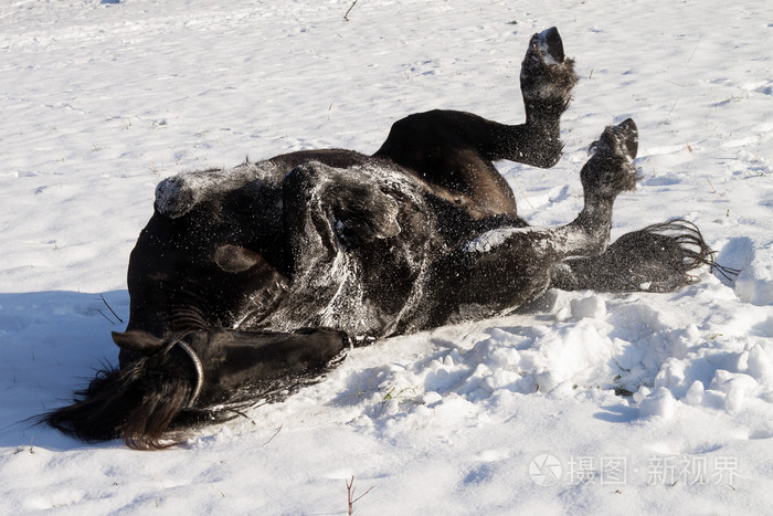 在雪中翻滚的黑花马