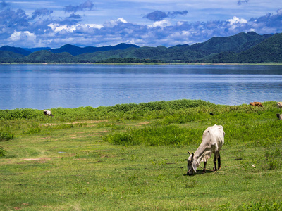 白牛站在绿色的草地上的池塘附近的蓝天与云彩背景