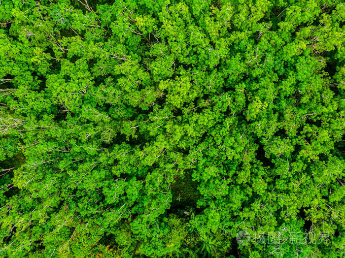 夏季森林中美丽的树木鸟瞰图度假