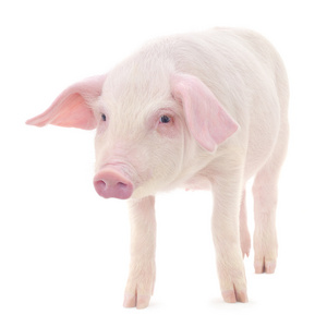 白猪图片