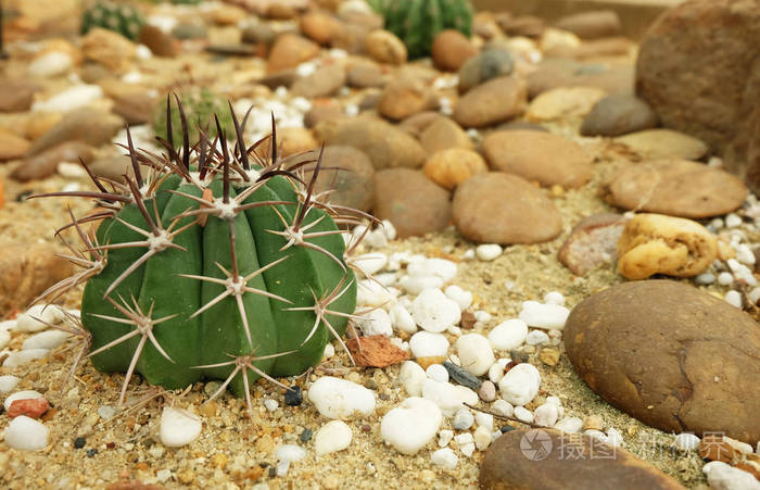 仙人掌和石头在沙漠中小花园