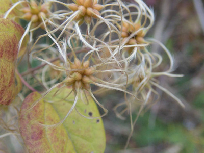 秋季植物分支的近细节