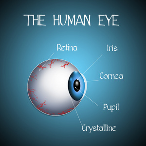 人类的眼睛
