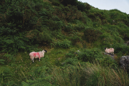 在卡拉农托希尔山附近的高地地区的羊。在早上