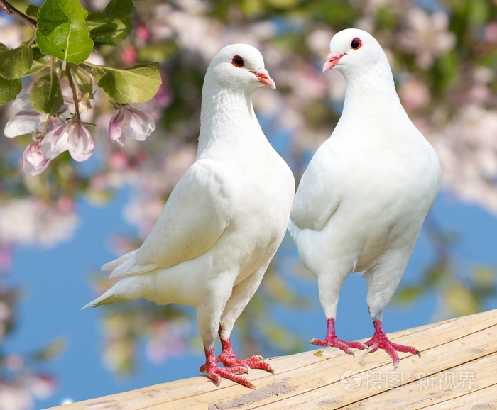 两个白色的鸽子在开花背景上