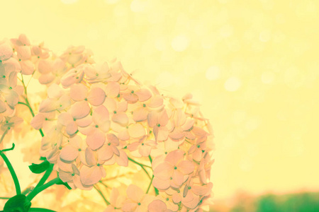 自然花卉背景。鲜艳的七彩绣球花