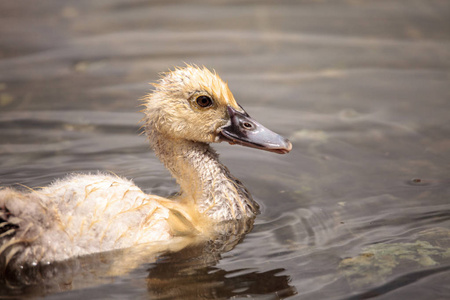 青春期少年 muscovoy 小鸭 Cairina 南瓜羽毛完全形成在那不勒斯, 佛罗里达州