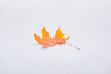 在白色, 秋季背景查出的一个橙色枫叶叶子
