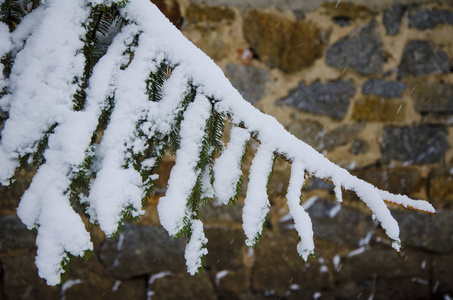 冷杉树枝在雪的背景下的石墙