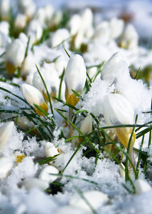 被雪覆盖着的白花