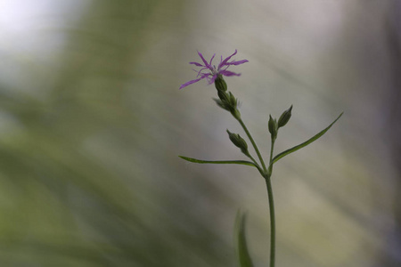 花草秋日 自然阳光与滤镜对夏草花与水模糊背景复古花相似素材图片 摄图新视界