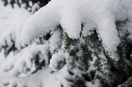 冷杉分枝在雪圣诞节假日背景