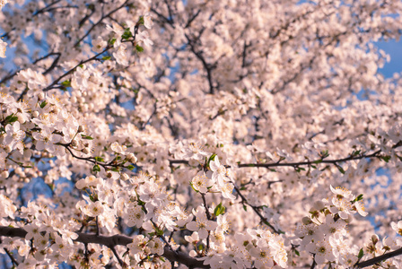 李子花背景