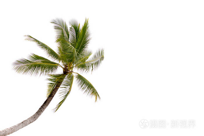 孤立在白色背景上的椰子棕榈树