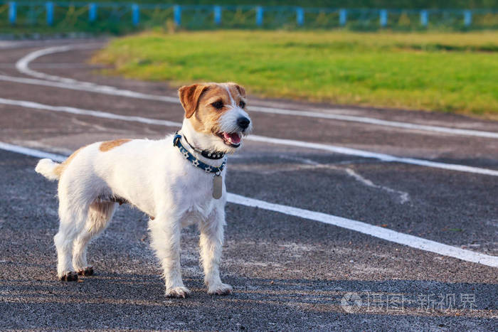 狗品种杰克罗素犬站在柏油路上