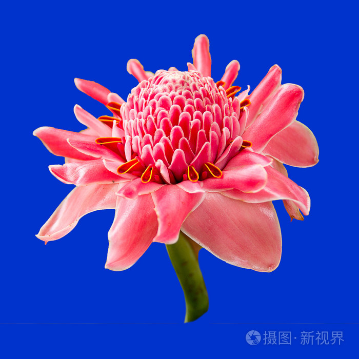 火炬姜花照片 正版商用图片09q1v4 摄图新视界