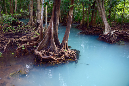 红树林的风景画图片