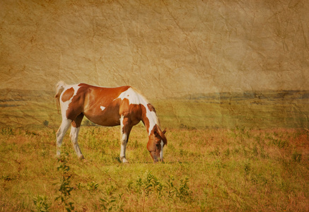 仿古纹理的图像的漆马放牧在牧场棕褐色调广阔的草原背景