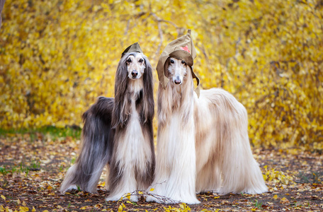 在秋林的背景下, 两只时髦的阿富汗猎狗, 头戴军帽和野战帽.