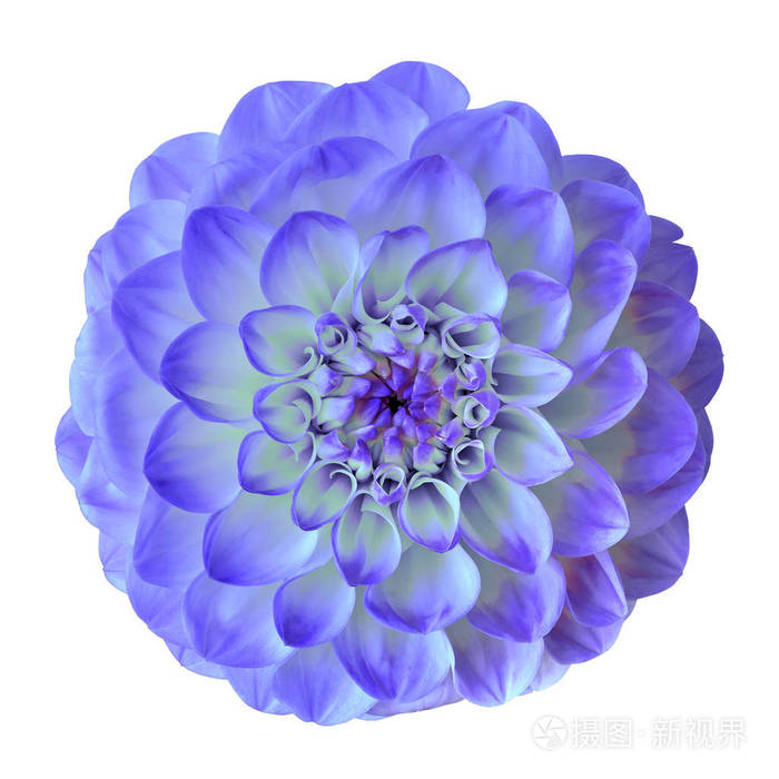 白色背景上的花蓝青色大丽花 特写 设计元素 自然照片 正版商用图片09q5ij 摄图新视界