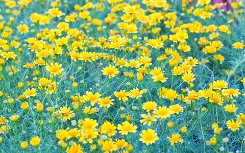 领域的 dahlberg 雏菊在花园里