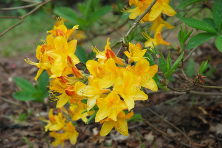 杜鹃花